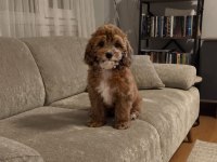 Irk & Sağlık Garantili Sevimli Maltipoo