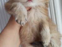 British longhair safkan ponçik