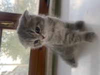 Scottish Fold Dişi Yavru Sahiplendirilecektir