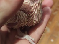 ELE ALIŞIK BEBEK SULTAN PAPAĞANLAR