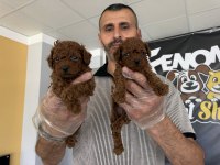 yeni shooowww kalite toy poodle yavrulr ankara mağazamzda