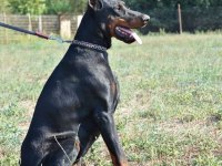 Doberman yavrularımız ırk garantilidir