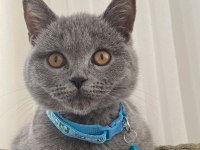 KEDİMİZ IŞIĞIMIZI SAHİPLENDİRİYORUZ