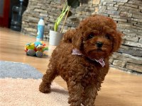 Kore toy poodle