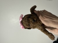 Kore kan poodle yavrumuz yeni ailesini arıyor