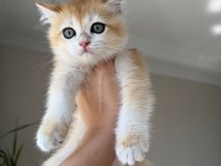 En güzel golden british shorthair yavrular