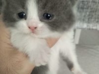 Scottish fold yavrular