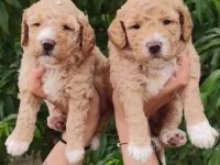 Toy poodle yavrularımız