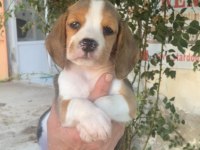 SDK çiftlikten elizabeth Beagle yavrular