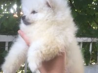 Pomeranian Boo Yavrularım teslime hazırlar