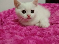 Uysal pablo british shorthair