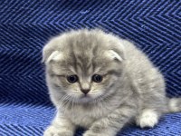British shorthair ve scottish fold