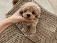 A kalite maltipoo yavrular