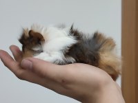 Evcil 3 adet yavru guinea pig ele alıştırmaya uygun