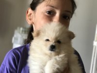 Yeni Pomeranian Yavrularımız, Yeni Yuvalarımız