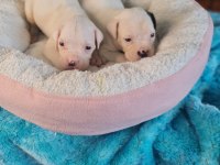 Güç sevenlere american bulldog yavrularımız
