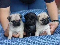 Evinize Teslim Pug Bebeklerimiz ve Kapıda Ödeme İmkânı