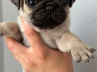 Pug Mops yavrularımız