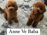 4 Aylık Poodle Uyguna Verilecektir