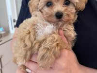 Maltipoo Yavruları Evde büyüyen Bebeklerim