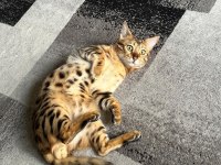 Erkek ve dişi bengal kedisi yavrularımızı sahiplendiriyoruz