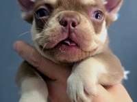 ROJO AND TAN DİŞİ YAVRU FRENCH BULLDOG İZMİR