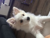 Pomeranian Spitz Beyaz Oyuncu sevecen tanemim dişi 4 aylık