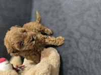 Toy poodle dişi erkek yavrumuz