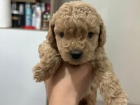 Toy poodle yavrularımız
