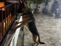 9 Aylık herşeyi tam safkan alman kurdu