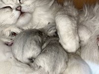 1.5 aylık scottish longhair safkan yavrular