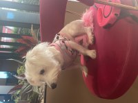 White terrier dişi 1 yaşında