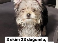 Kilo garantili yorkshire terrier yavrular