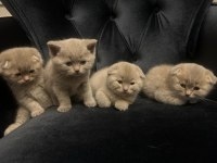 55 günlük scottish fold yavrularımız