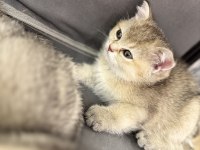 Golden renkte british shorthair 2 aylık bebekler
