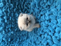 3 adet scottish fold ve british yavrumuz