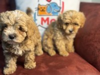 Show Kalite Maltipoo Yavrularımız