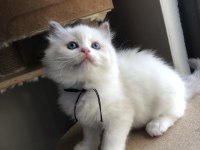 FULL ŞECERELİ RAGDOLL BİCOLOR YAVRULAR