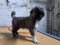 Gerçek Kurtçul Kangal Yavrusu