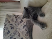 2 yaşında kızanda british shorthair