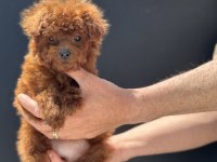 Show kalite tea cup kore poodle yavrumuzu canlı görün