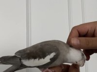 Konuşan full evcil eğitimli sultan papağanı