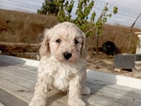 2.5 aylık maltipoo yavruma yuva arıyoruz