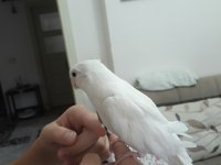 Erkek yavru sultan papağanı ile takas olunur