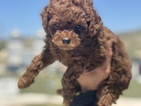 Çok özel aşılı pasaportlu garantili safkan toy poodle