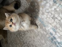 Golden safkan british shorthair