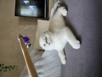 Üst kalite sıfır kulak scottish fold şecereli yavrular
