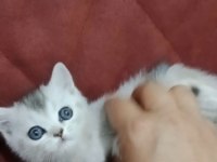 Sıcak Bir Yuva Arıyoruz Kedimize