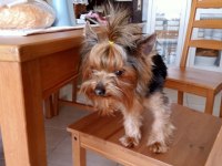 Yorkshire Terrier Sahiplendirmek istiyorum
