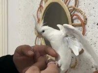 Yeme düşmüş ele kola alışkın yavru sultan papağanı